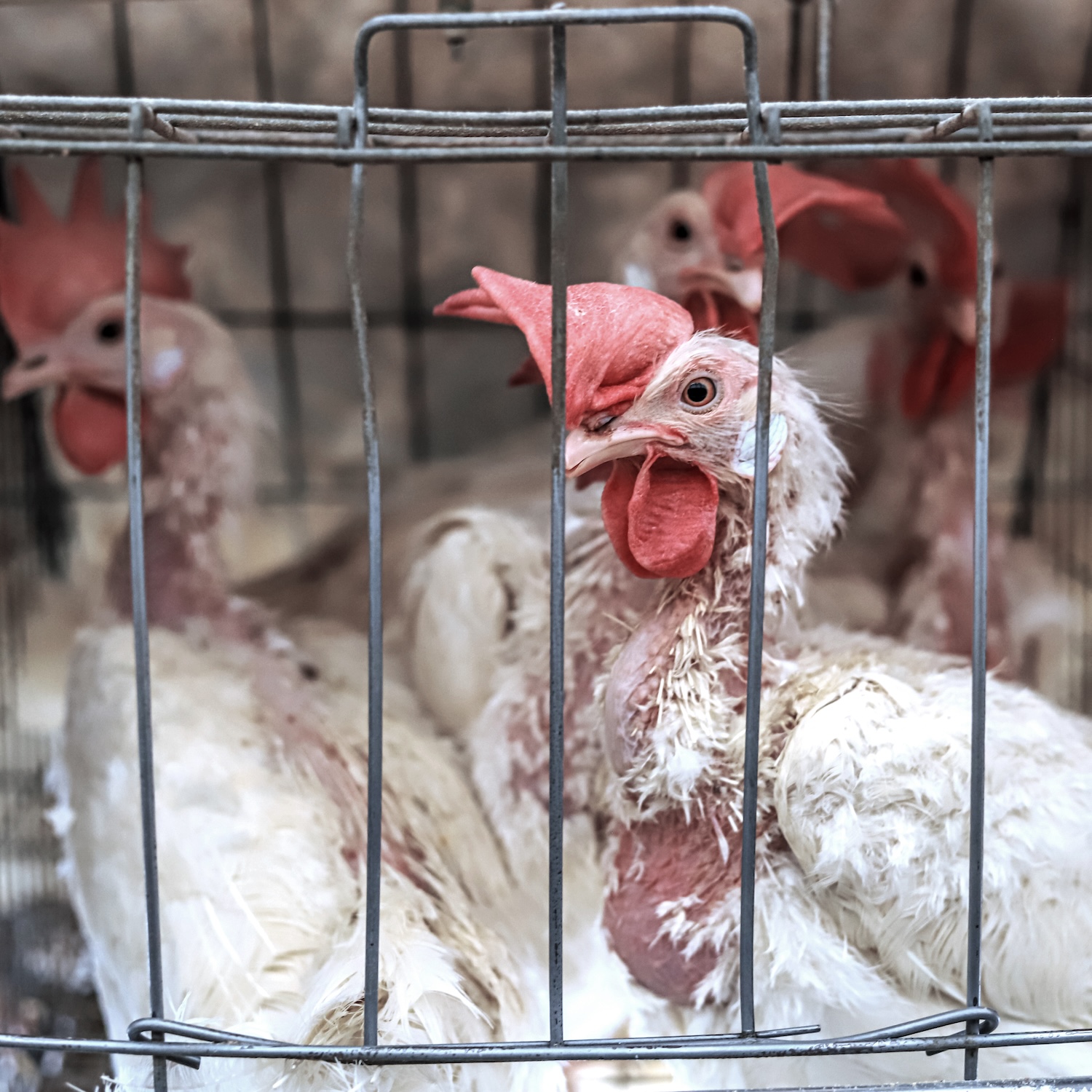 Gallinas enjauladas en la industria del huevo Kroger