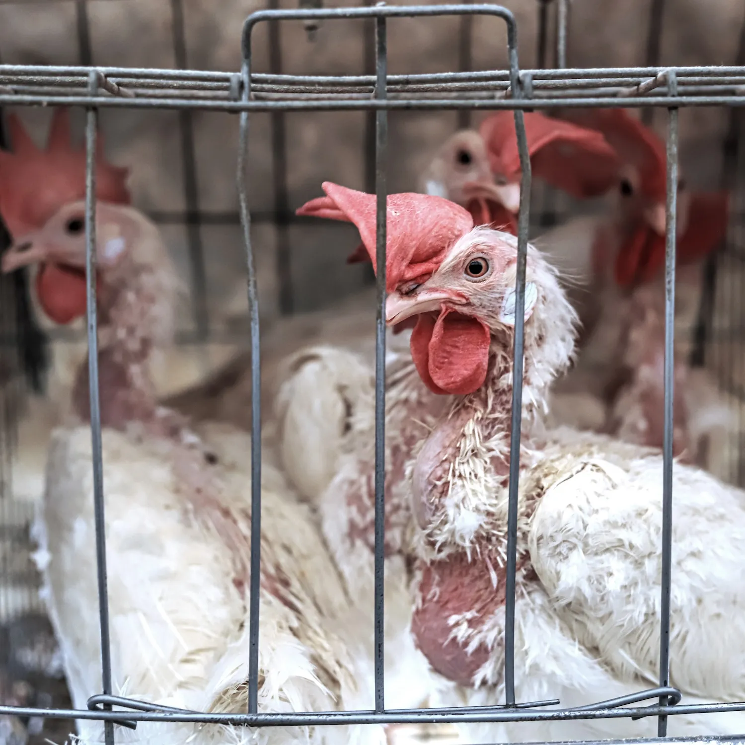 Kroger: el gigante de la alimentación que mantiene a millones de gallinas enjauladas 4 Kroger: el gigante de la alimentación que mantiene a millones de gallinas enjauladas
