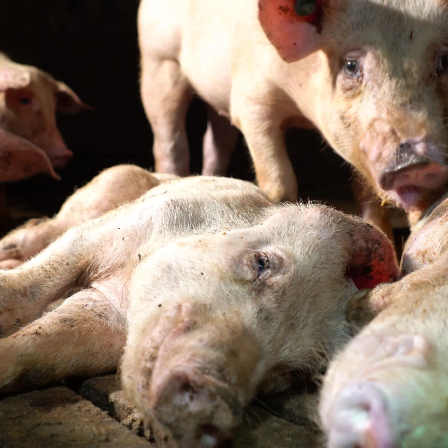 Ocho años después de ‘Stranger Pigs’, vuelve a juicio la granja investigada por Igualdad Animal y Jordi Évole 2 Ocho años después de ‘Stranger Pigs’, vuelve a juicio la granja investigada por Igualdad Animal y Jordi Évole