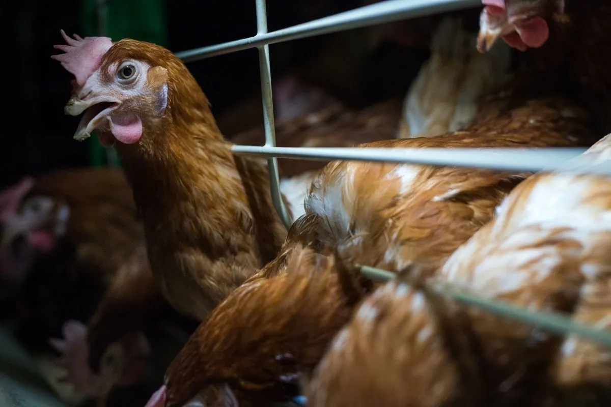 Dell: Igualdad Animal vuelve a protestar frente a su sede en Madrid 1 Noticia nueva protesta Dell