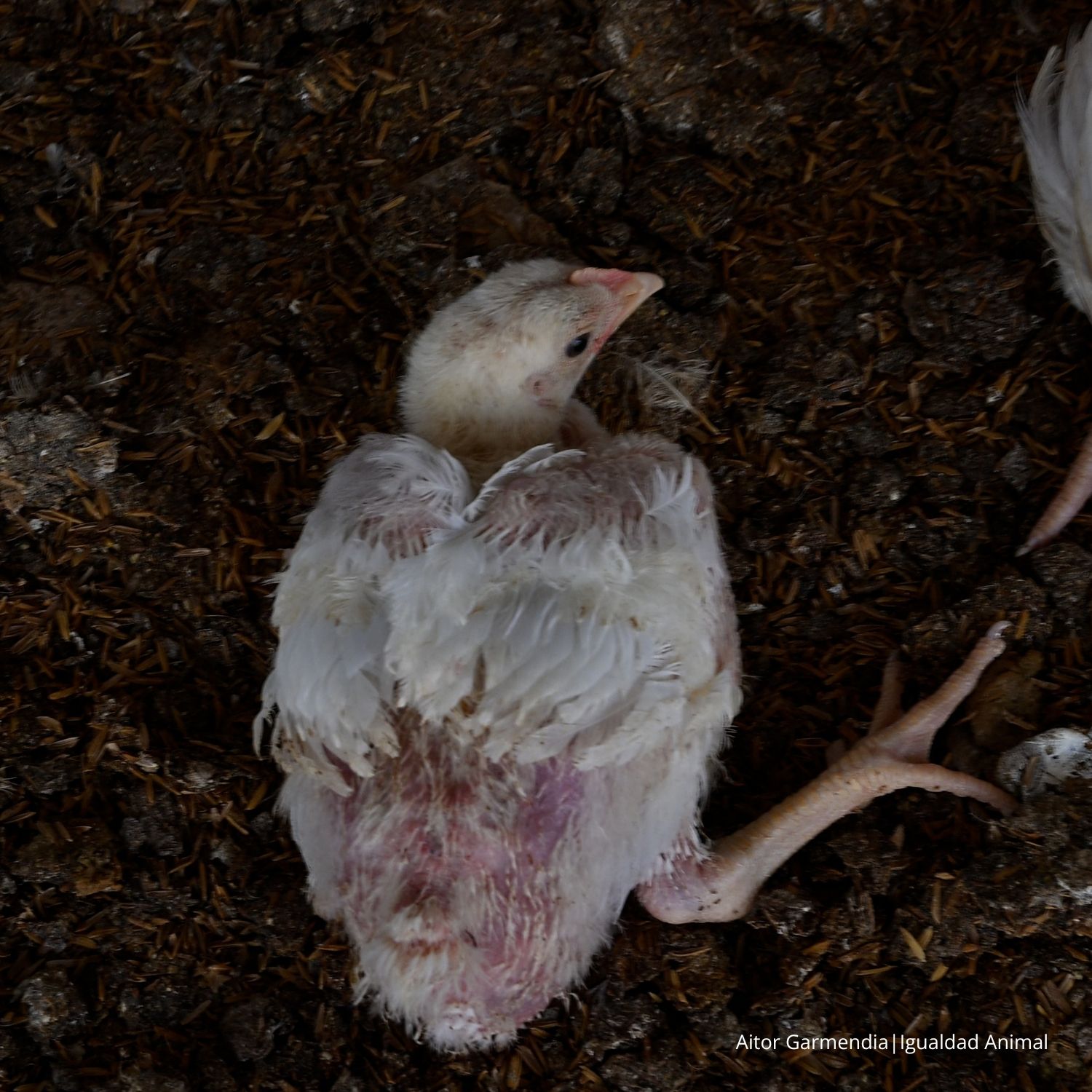 Noticia investigación granjas pollos Argentina