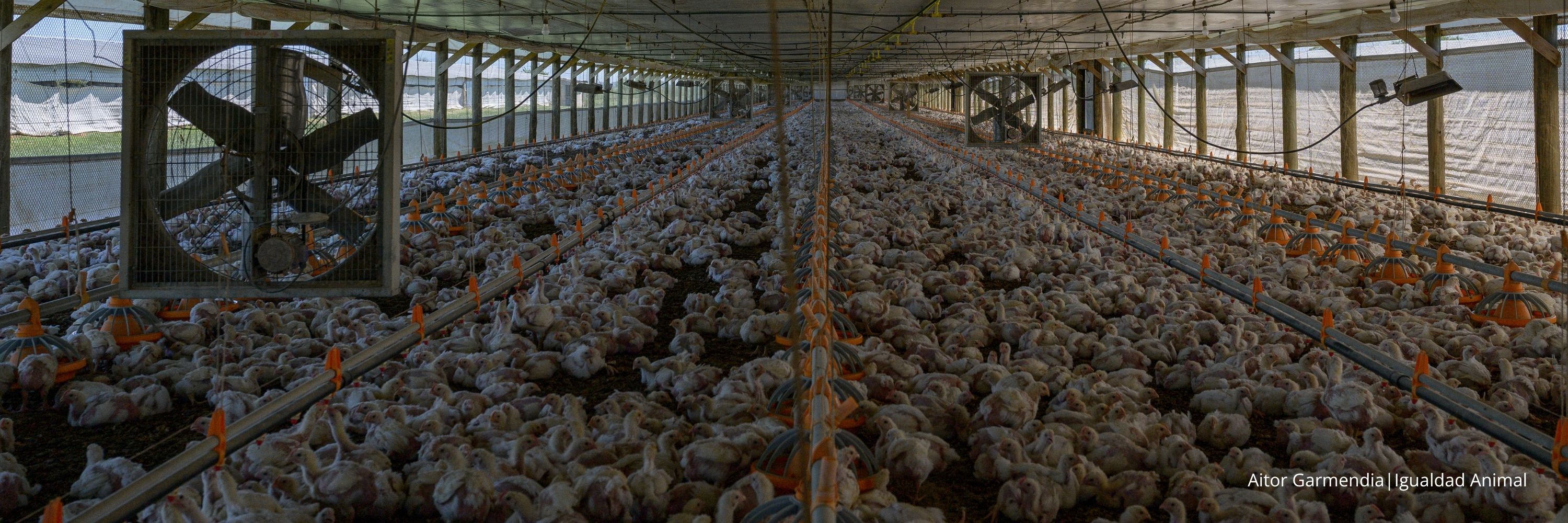 Noticia investigación granjas pollos Argentina
