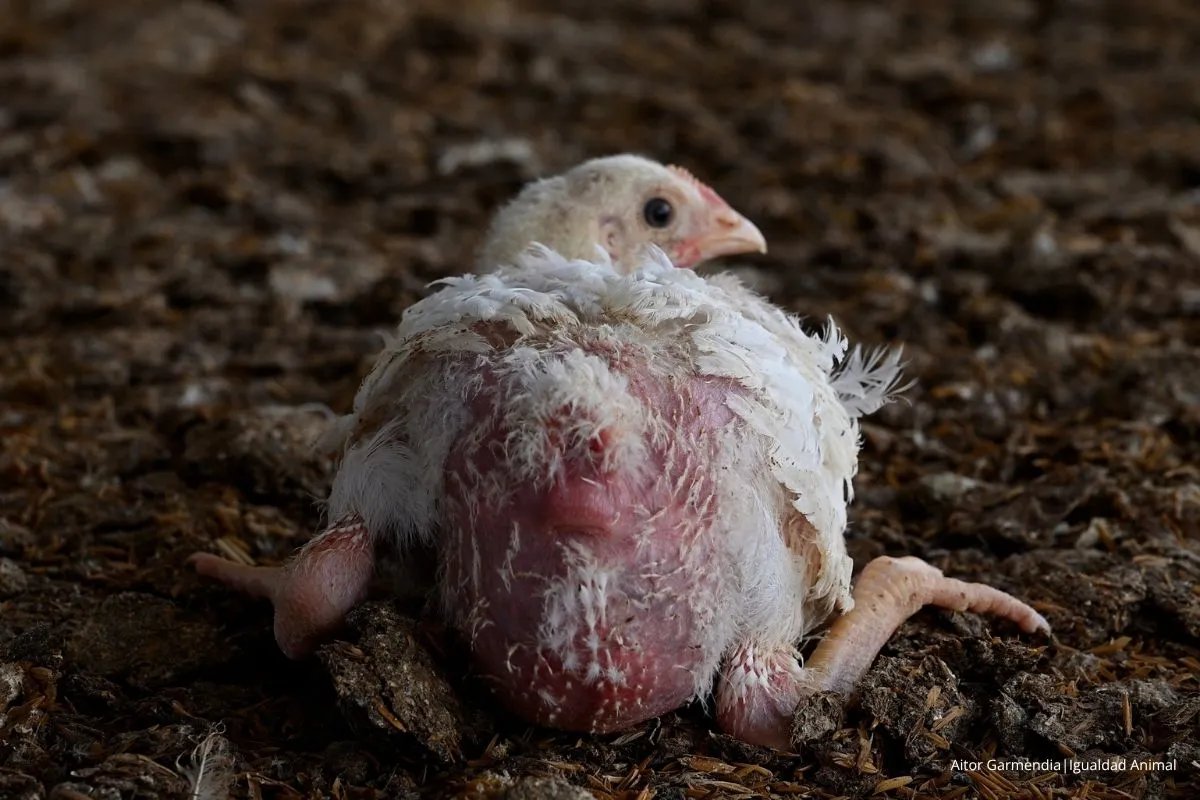 Noticia investigación granjas pollos Argentina 