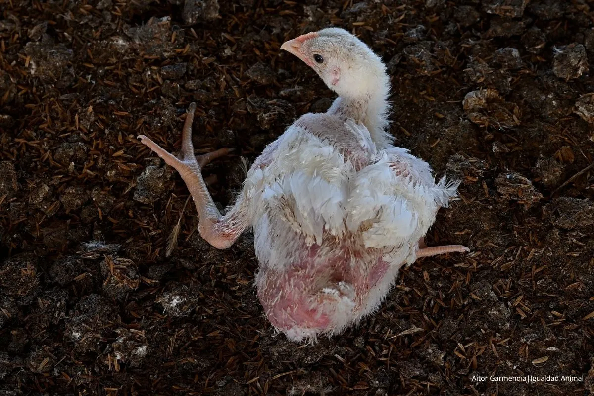 Noticia investigación granjas pollos Argentina 