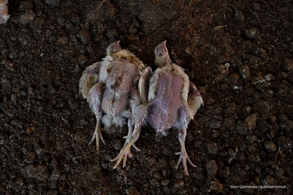 Noticia investigación granjas pollos Argentina 