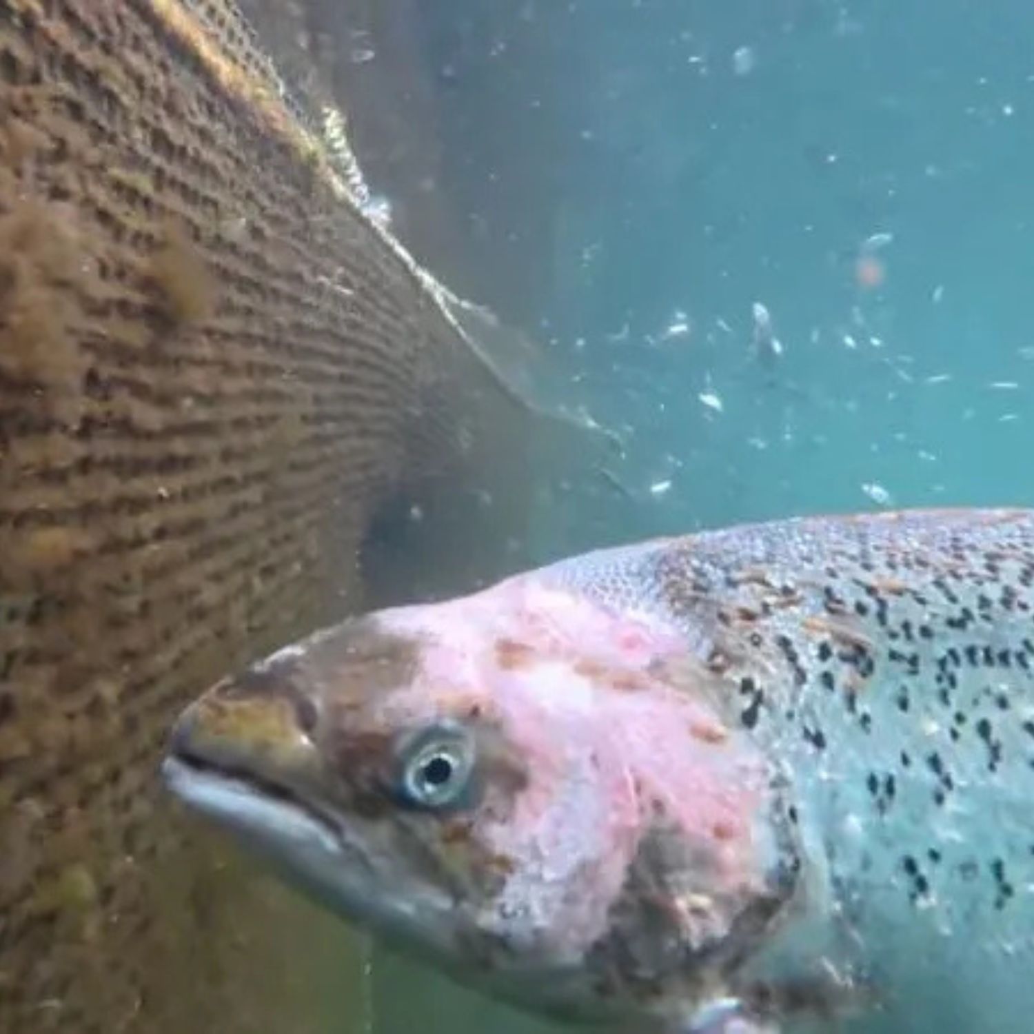 Un salmón herido, infestado de piojos en una granja de Bakkafrost, Escocia.