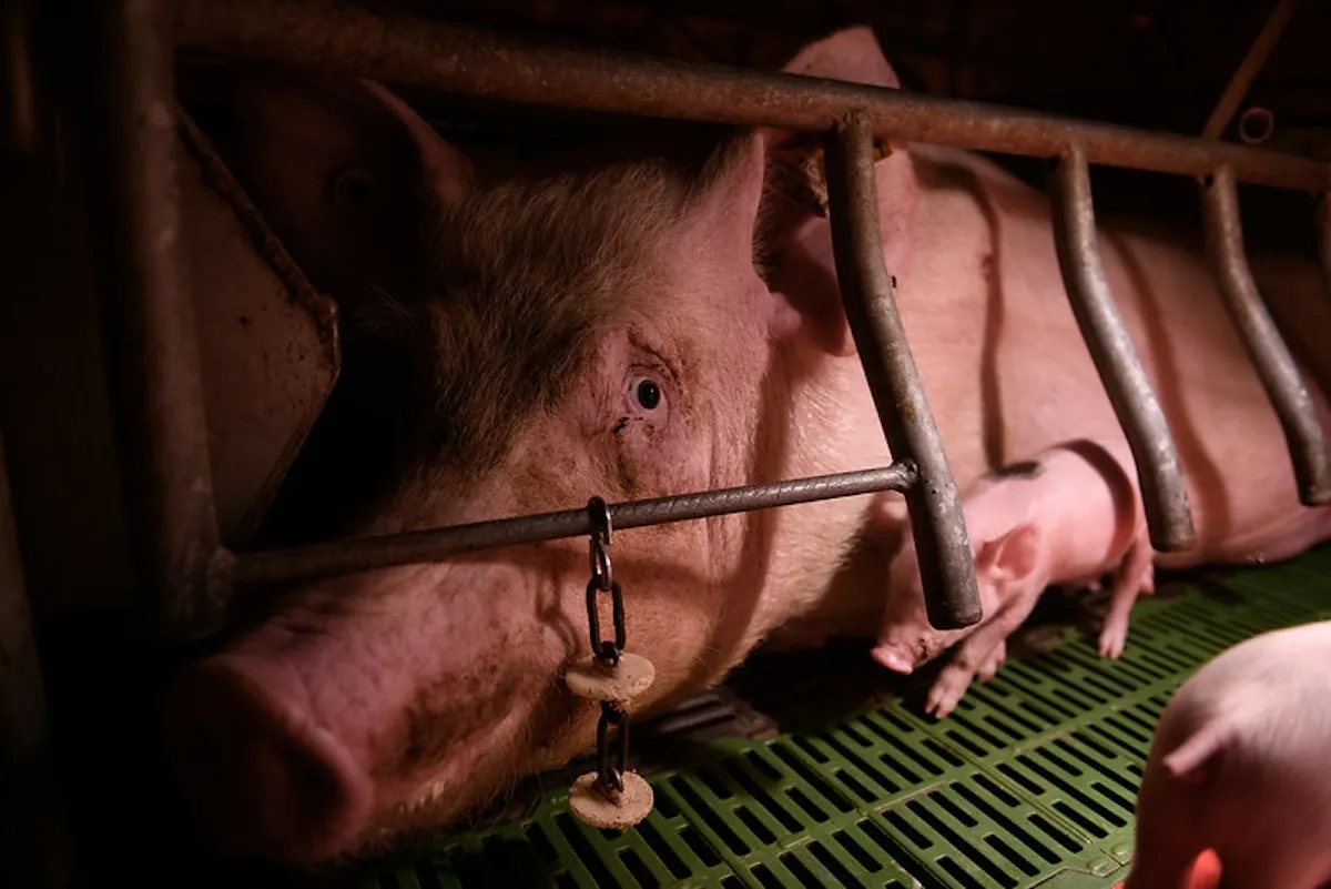 Jaulas en Europa 6 Imagen de una cerda madre encerrada en una jaula.