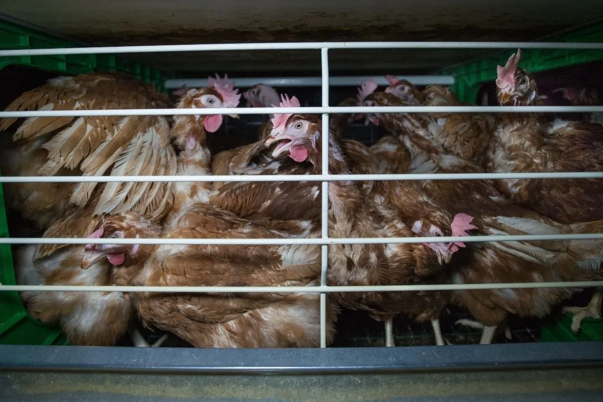 9 activistas de Igualdad Animal detenidos tras encadenarse frente a la multinacional Kroger 3 Noticia activistas de Igualdad Animal detenidos tras encadenarse frente a Kroger