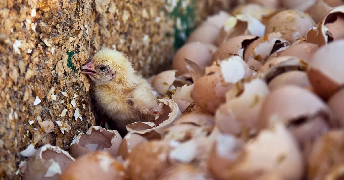 Jaulas en Europa 7 Imagen de un pollito durante la matanza de pollitos macho.