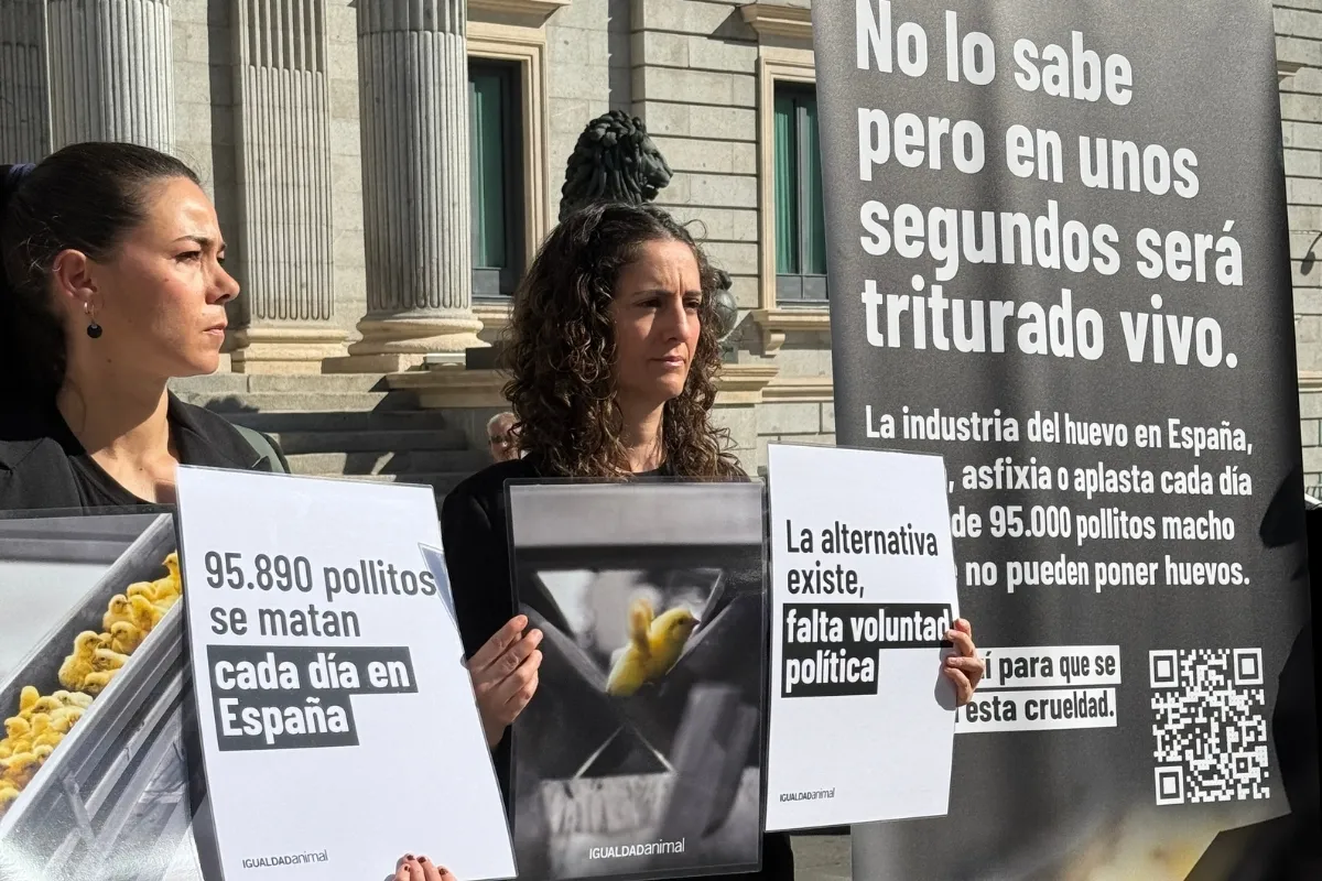 Igualdad Animal frente al Congreso de los Diputados en la entrega de más de 100.000 firmas en contra de la matanza de pollitos macho