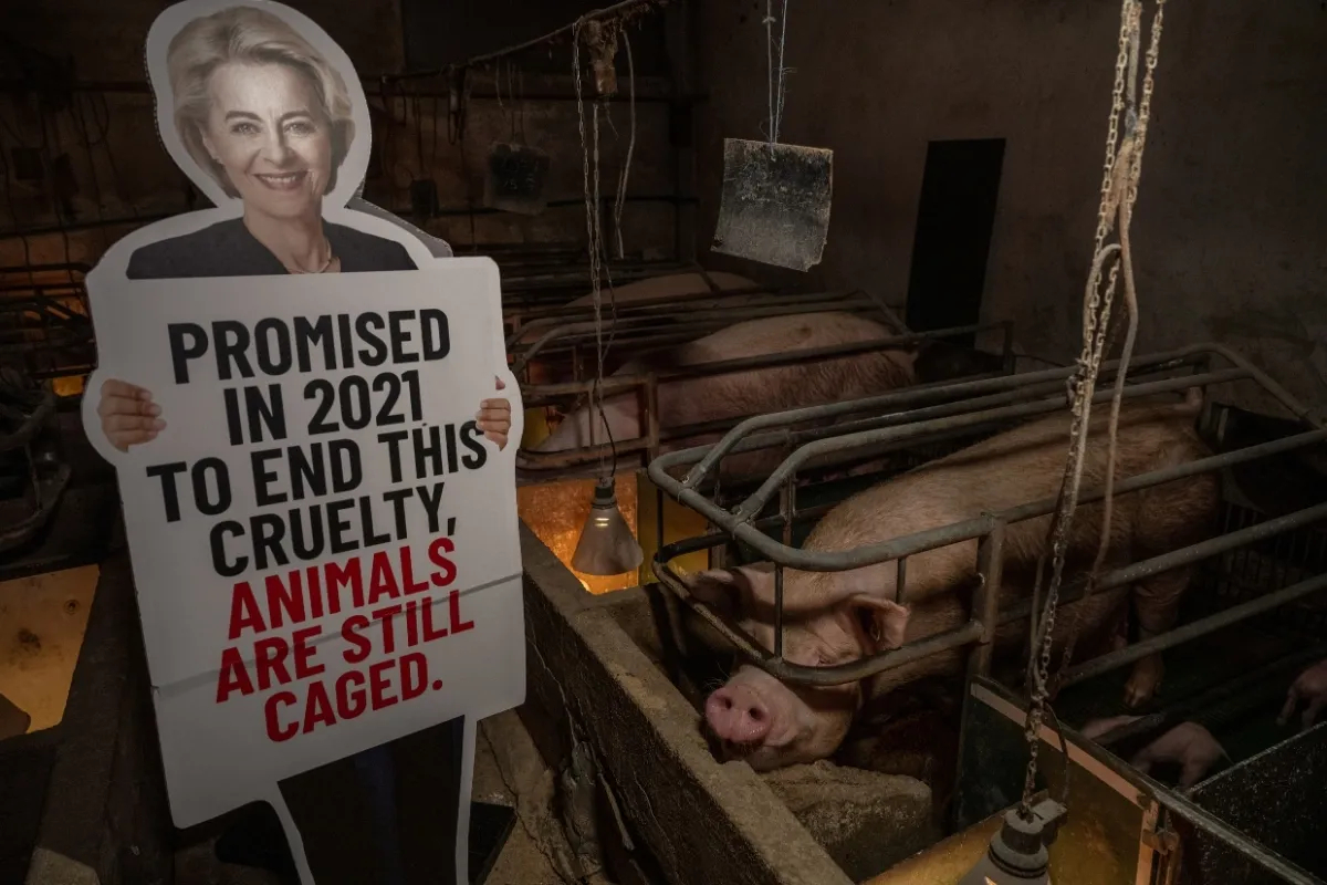 Igualdad Animal sitúa a von der Leyen junto a una cerda en su jaula para denunciar cinco años de promesas incumplidas.
