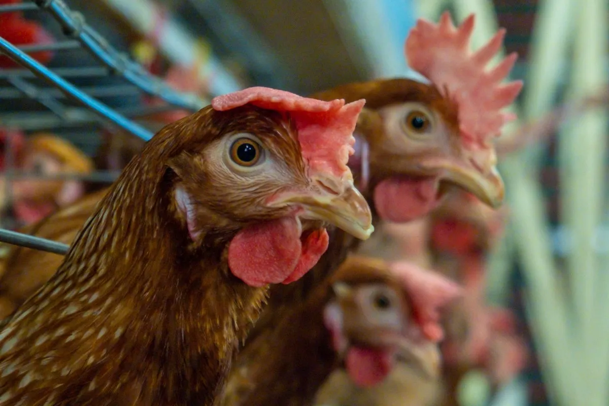 Ejemplo de gallinas en jaula