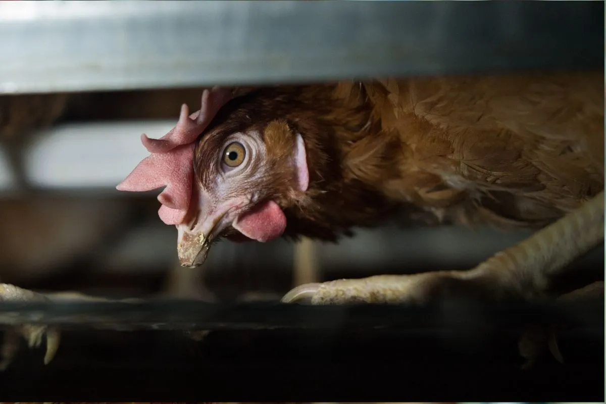 Gallina en jaula
