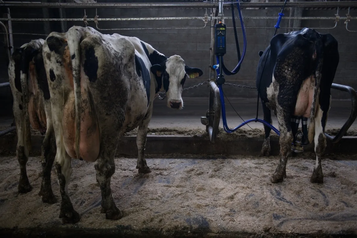 Descargas eléctricas a vacas en una granja de Asturias: la Consejería sigue sin actuar tras la denuncia de Igualdad Animal 3 Vacas de una explotación asturiana reciben descargas eléctricas.