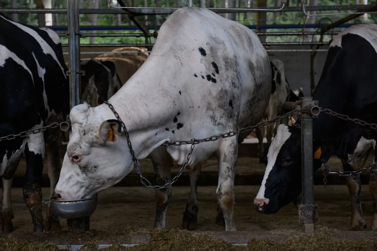 Descargas eléctricas a vacas en una granja de Asturias: la Consejería sigue sin actuar tras la denuncia de Igualdad Animal 2