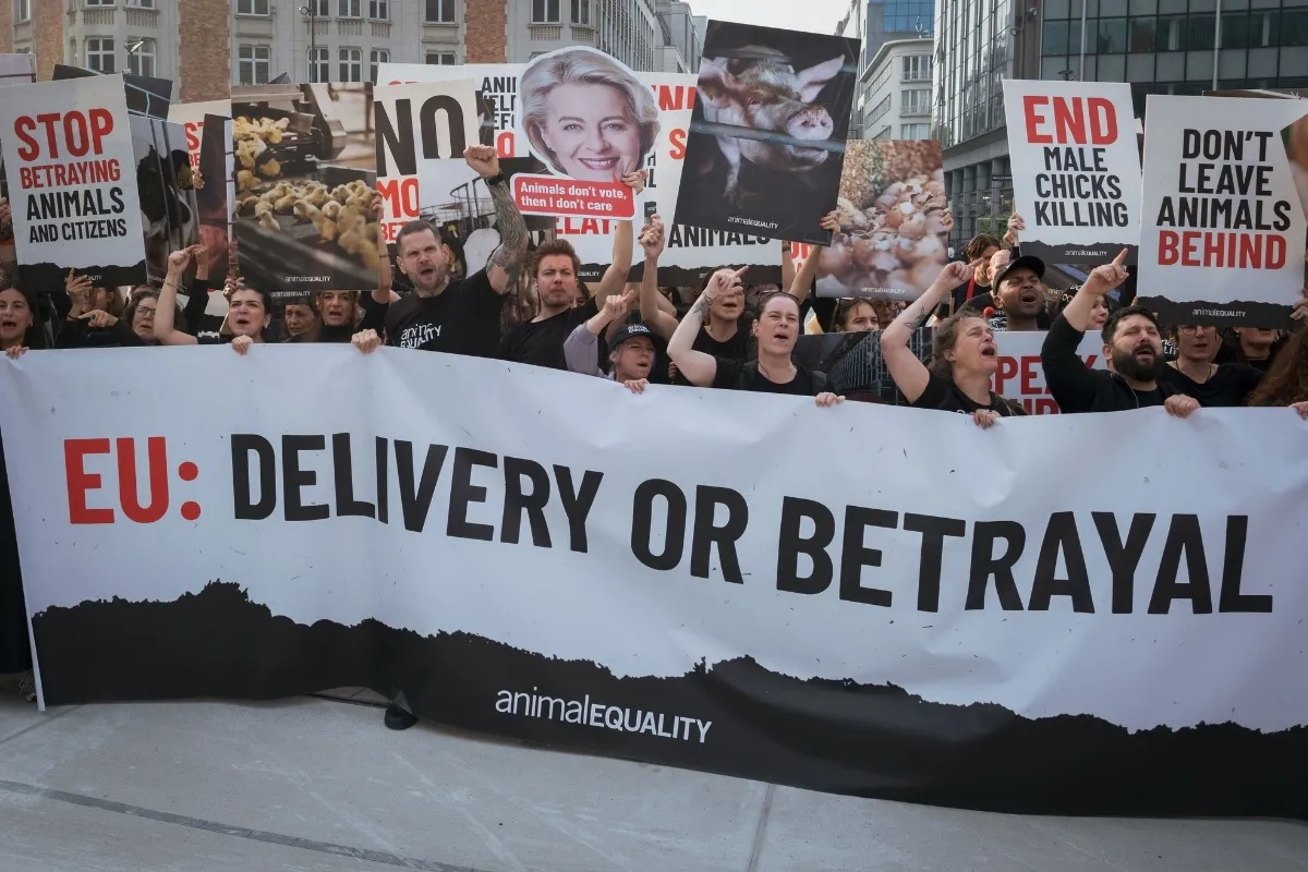 15 gobiernos de la UE intentan frenar la prometida ley de bienestar animal 2 Activistas protestan en Bruselas pidiendo a la Comisión de la UE que cumpla con sus promesas.