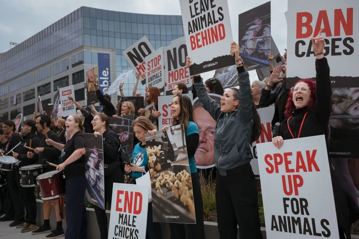 15 gobiernos de la UE intentan frenar la prometida ley de bienestar animal 3 Protestas en Bruselas frente a la Comisión de la UE