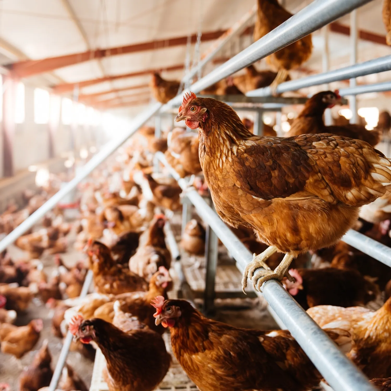 Mercadona reafirma su compromiso de eliminar las jaulas de su suministro de huevo fresco 1 Mercadona reafirma su compromiso de eliminar las jaulas de su suministro de huevo fresco
