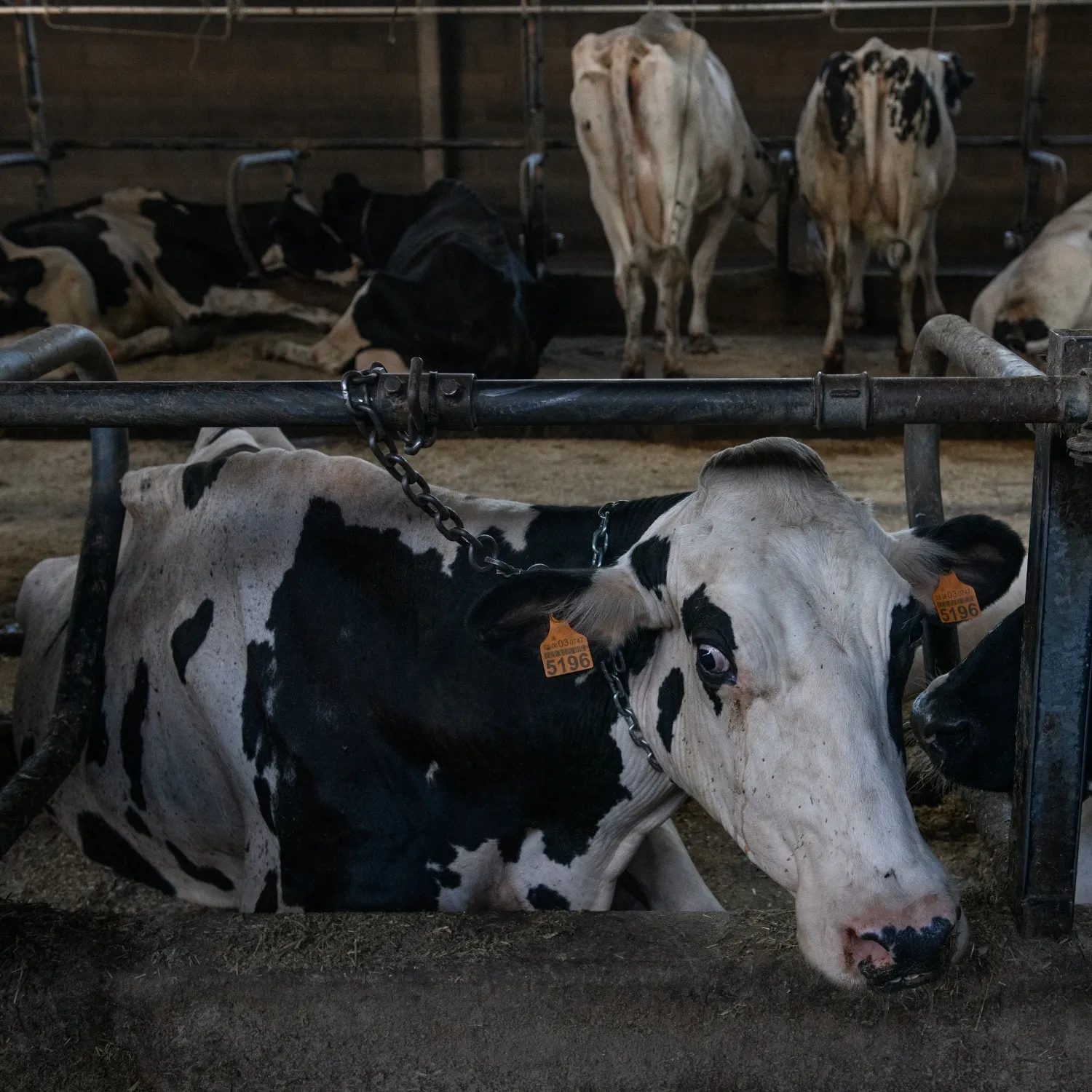 Descargas eléctricas a vacas en una granja de Asturias: La Consejería sigue sin actuar tras la denuncia de Igualdad Animal 1 Descargas eléctricas a vacas en una granja de Asturias: La Consejería sigue sin actuar tras la denuncia de Igualdad Animal
