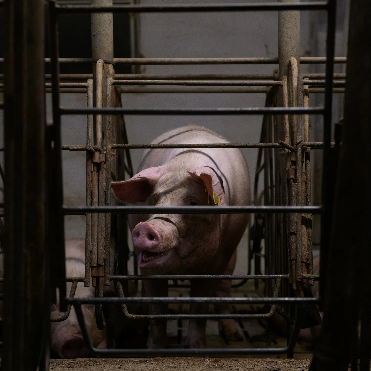 15 gobiernos de la UE intentan frenar la prometida ley de bienestar animal 1 15 gobiernos de la UE intentan frenar la prometida ley de bienestar animal