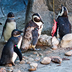 Pingüinos Zoo Madrid Vidas Enjauladas